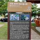 고창 교촌리 멀구슬나무(천연기념물 503호) 2026.5.22 이미지