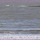 백야바다 이미지