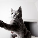 청량리 슬기 동물병원 이미지