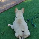 도그피아 애견 훈련 학교 이미지