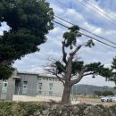 대평보건진료소 이미지