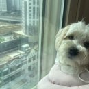 웰니스동물병원 스타필드 고양 이미지