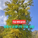 천년양평해장국 | 양평 용문사 은행나무 단풍 실시간 절정 시기