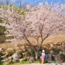 신평동 공설운동장 | 2025년 벚꽃 개화시기 진해군항제 축제 일정