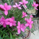 꽃들의 미소 이미지