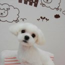커트1센치 이미지