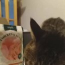 와즈펫(wispet) 이미지