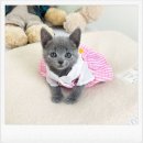 행복한 순간 | “부평동 러시안블루 분양 후기 – 처음 키우는 고양이와 함께한 행복한 순간”