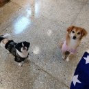 출근길 강아지 유치원 이미지