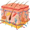 레푸스송탄점 이미지