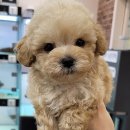 펫하임 강아지 고양이 이미지