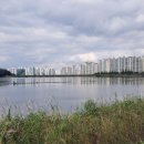 낙동생오리 이미지