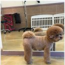 아리스타펫 이미지