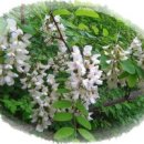 아카시아 이미지