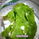 고추·콩 파밤나방, 피해 신호와 효과적인 방제법
