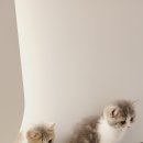 나비야 cat 이미지