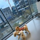 동물친구들 애견미용실 이미지