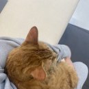 365동물병원위례점 이미지