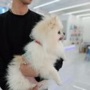 도기그룸 이미지