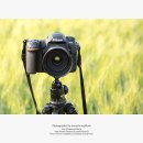 수원-2031 | 수원 가볼만한곳 당수동 시민농장의 청보리와 메밀꽃 with 니콘 D500