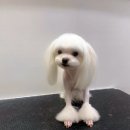 펫스탑 이미지