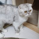 [입소] 폴드 이미지