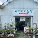 강동 화훼단지 와이키키농장 연필선인장 내돈내산 만족 후기