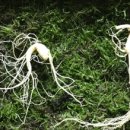 산삼한의원 이미지