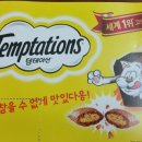 마성의냥이