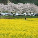 꽃·유채꽃·바다를 한번에 볼 수 있는 삼척 등 휴양마을 10곳 선정 이미지