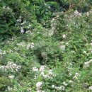 별천계곡 이미지