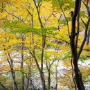 ﻿절정 직전의 '피아골 단풍', 그 자체로 완벽한 풍경4색의 스펙트럼, 가을 지리산 단풍이 보여주는 '천의 얼굴' 이미지