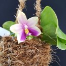 Phalaenopsis bellina var. coerulea 이미지