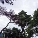 영천 약남리 회화나무 이미지