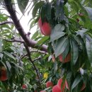 갑을농장 이미지