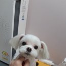 디디샾