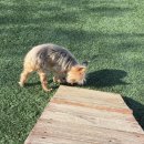 애니멀케어 | [ 군자역 애견호텔 애니멀스쿨, 건대입구,중곡동,강아지유치원 내돈내산 후기 ]