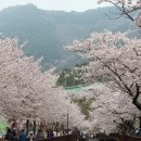 (진해)벚꽃여행^^가슴 벅차도록 아름다운날^^ 이미지