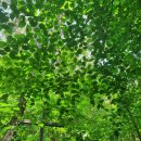 초록당구클럽 이미지