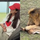 세렝게티 이미지