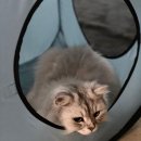 호석 이미지
