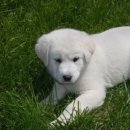 도그동물농장 이미지