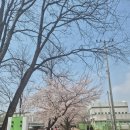 황구지천 | 수원에도 이런 벚꽃 명소가?! 황구지천 산책 후기