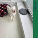 하이멍뭉 | 구로애견미용 하이 멍뭉아, 아이들의 두 번째 집입니다!