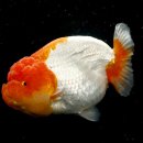 홍백농장 이미지