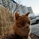 씨유 뉴양평국수점 | 두쫀쿠에 빠진 인간의 일주일 + 강원도 가족여행