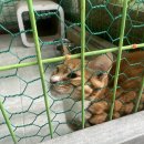전화방 - 의정부시 태평로 99 | 포항시동물보호센터 방문후기와 봉사신청방법
