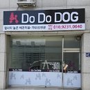 도도애견샵 이미지