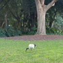 탑정호 뷰포인트(View Point) | [시드니] 하이드파크 피크닉ㅣMrs Macquaries point 뷰포인트ㅣMessina 젤라또ㅣSkittle laneㅣBlack...