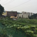 백옥대로1910번길 네이버블로그